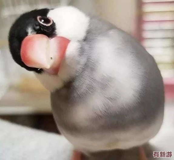 咕啾文鳥(niǎo)戀愛(ài)物語(yǔ)：高效進(jìn)階秘籍-新手速通成長(zhǎng)與升級(jí)全攻略