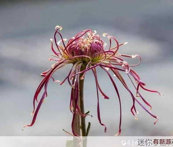 錯(cuò)一道題在菊花里放一支筆-勇敢面對錯(cuò)誤-才能收獲成長與進(jìn)步