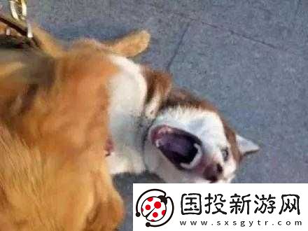 把你摁在地上摩擦怎么回復才合適：實用技巧分享