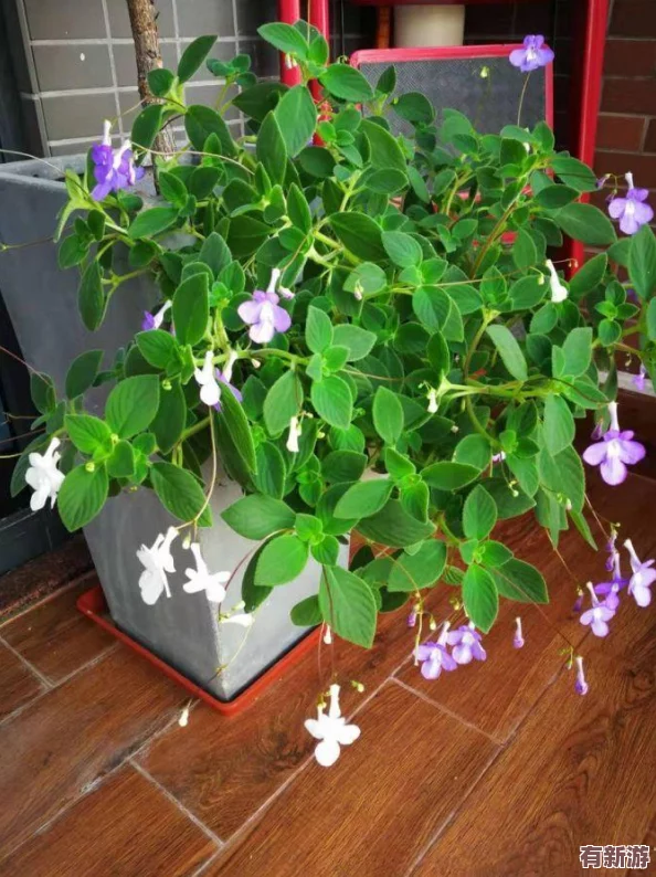 海角媽媽綠意盎然：網(wǎng)友稱贊“這片綠意讓人心曠神怡-仿佛置身于世外桃源！”