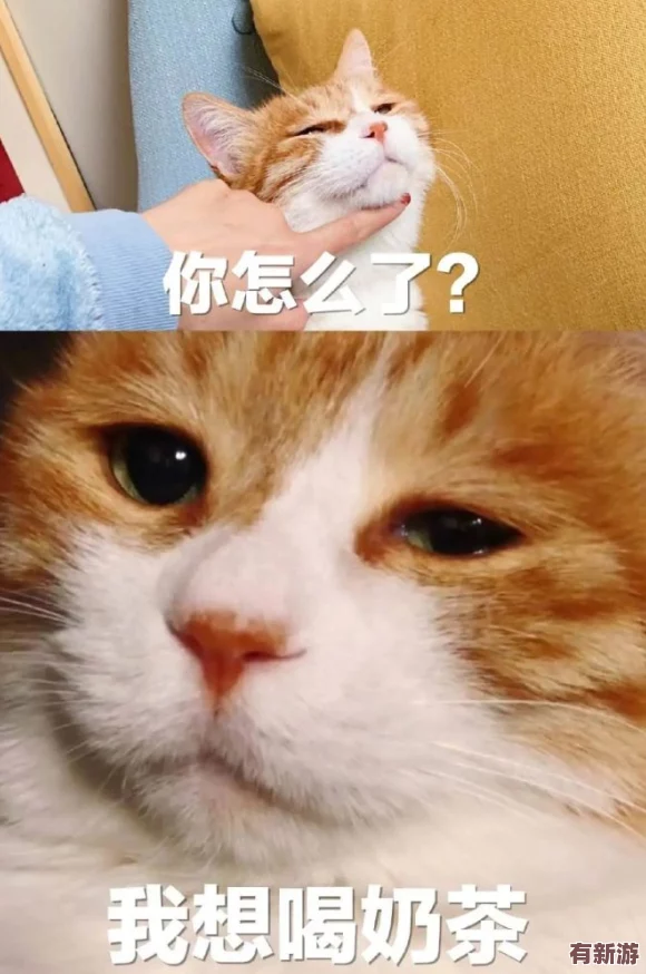 糖心柚子貓：新晉網(wǎng)紅寵物-萌態(tài)百出引發(fā)網(wǎng)友熱議與喜愛(ài)潮流