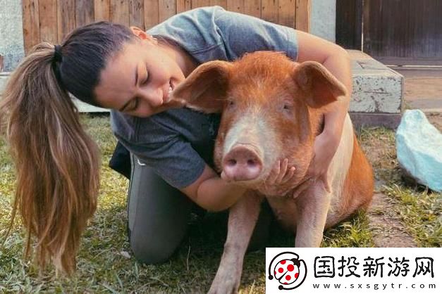 豬的生活秘密