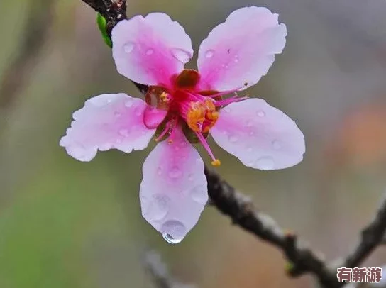 桃花師
