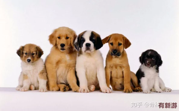 我的狗老公拉婆婆一起貼吧：網(wǎng)友曝光兩人關系曖昧-引發(fā)熱議和猜測