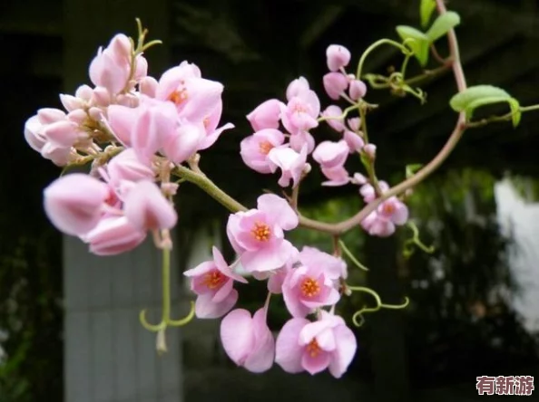 52G我愛犒