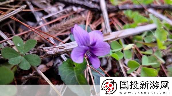 野花社區(qū)在線視頻無碼-探索野花社區(qū)：精彩在線視頻盡在掌握！