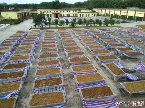 耕種女兒：網(wǎng)友熱議家庭教育與性別角色-如何平衡傳統(tǒng)觀念與現(xiàn)代價值觀的沖突