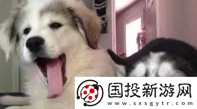 狗都嫌棄的年齡是什么梗網(wǎng)絡(luò)用語-狗都嫌棄的年齡梗意思及出處分享