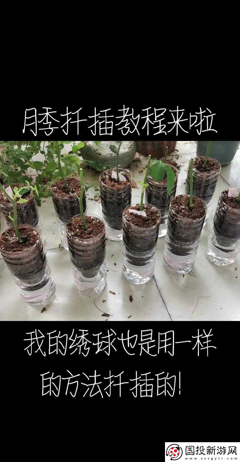 韓式-72-種扦插方式：花卉種植的創(chuàng)新技法