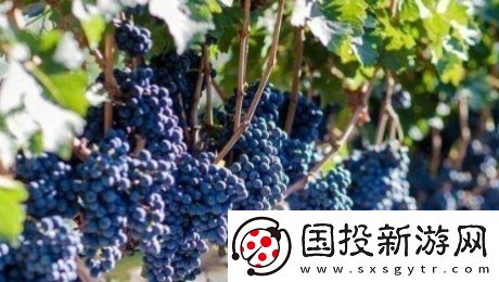 送去新疆?dāng)?shù)葡萄干是什么梗網(wǎng)絡(luò)用語-送去新疆?dāng)?shù)葡萄干梗意思及出處分享