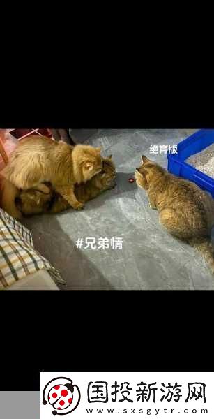 白天做兄弟晚上做夫妻
