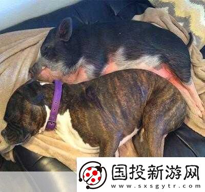 人or豬or狗熱度超高：1.人類(lèi)與動(dòng)物的心靈交流：您更傾向于哪種伴侶