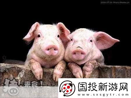 人or豬or狗熱度超高